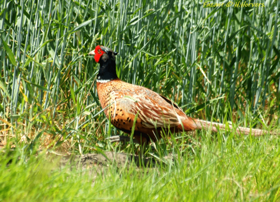 Fazant - Vogels - Fazant