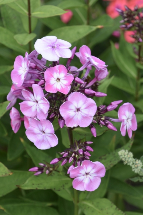 Phlox