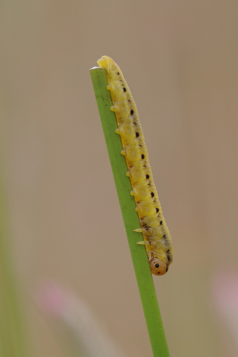 fotogeniek - Geleedpotigen - bladwesp onbekend