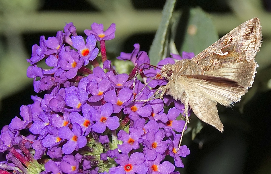 Gamma - Geleedpotigen - Gamma-uil