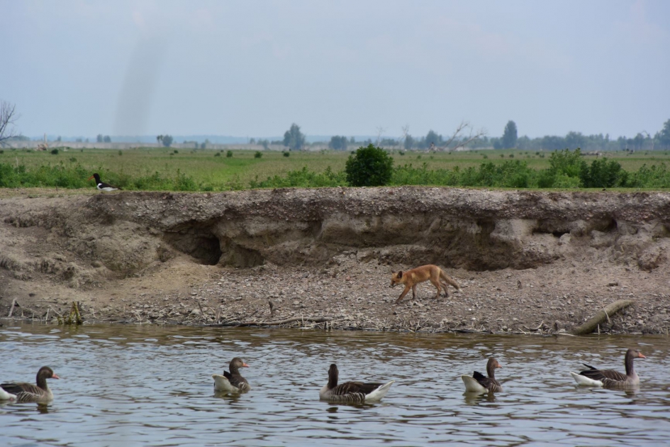 Ganzen dagen vos uit voor het vossenhol - Zoogdieren - Vos