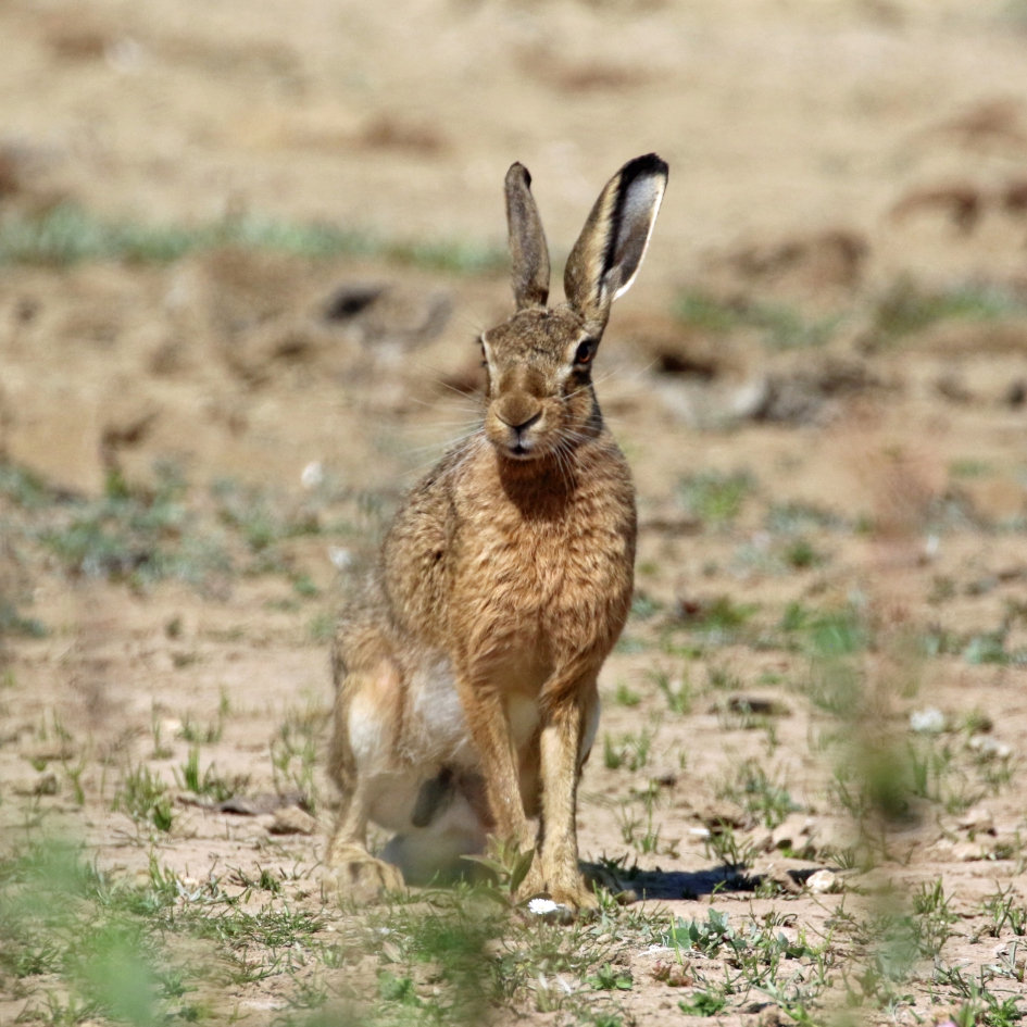 Geen kleintje - Zoogdieren - 
