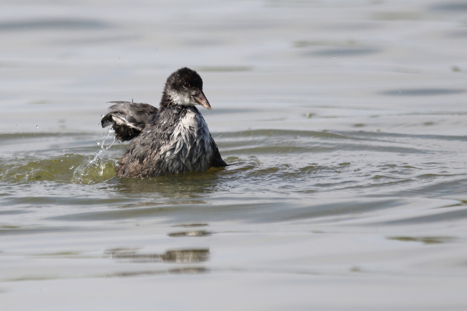 gegroeid - Vogels - meerkoet