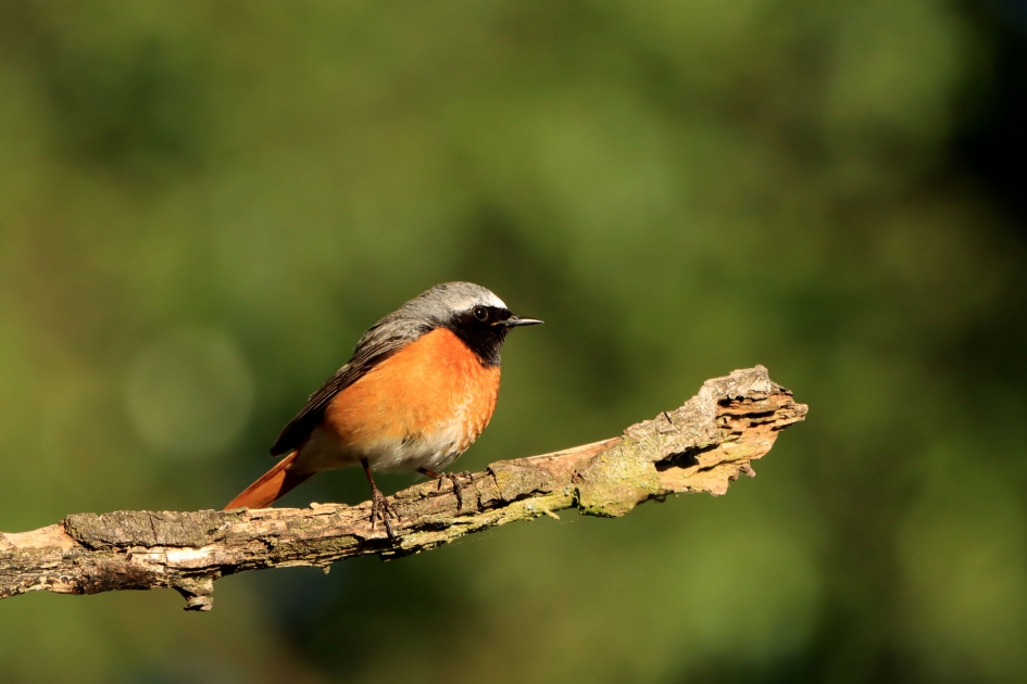 Gekraagde roodstaart - Vogels - Gekraagde roodstaart