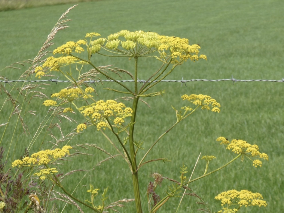 Pastinaak waarschijnlijk! - Planten - 