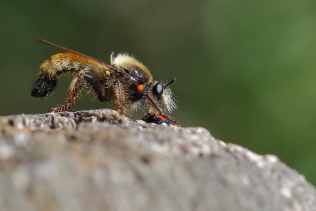 gele hommelroofvlieg