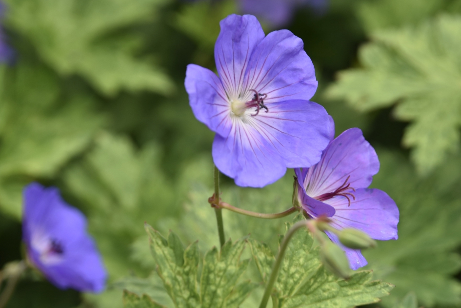 Ooievaarsbek - Planten - 