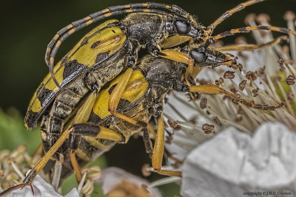 Geringelde smalboktor (Rutpela maculata) - Geleedpotigen - Geringelde smalboktor