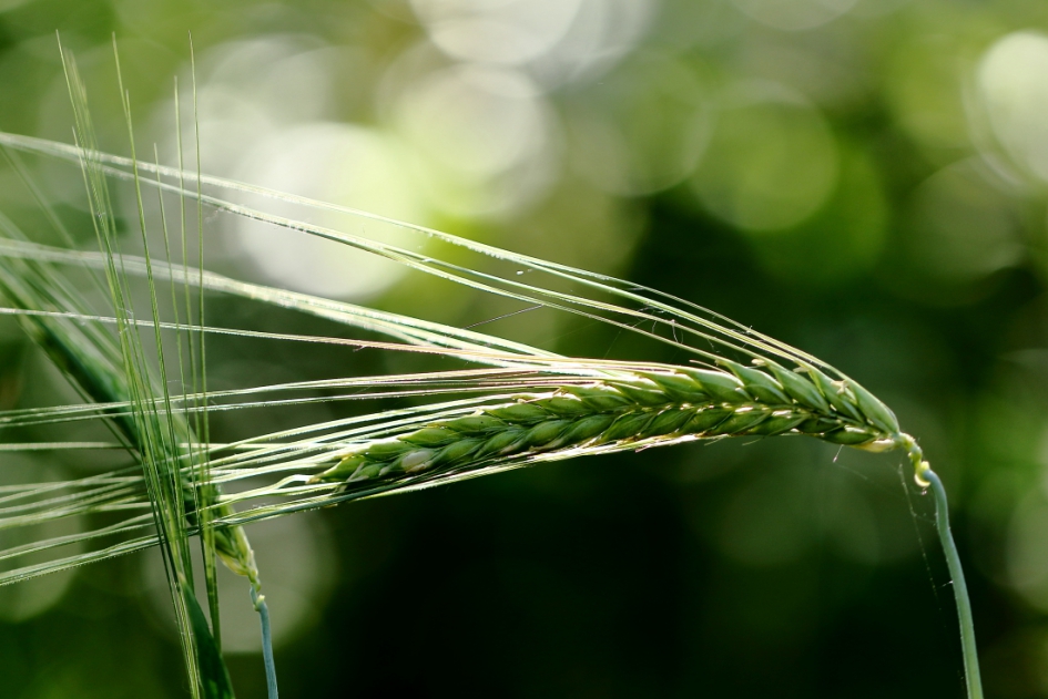 gerst - Planten - gerst