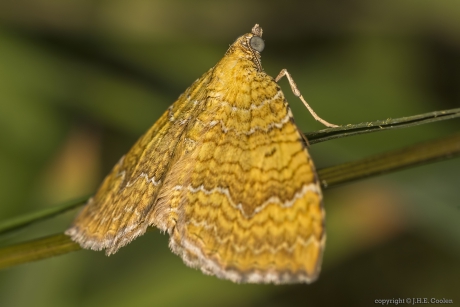 Gestreepte goudspanner(Camptogramma bilineata)