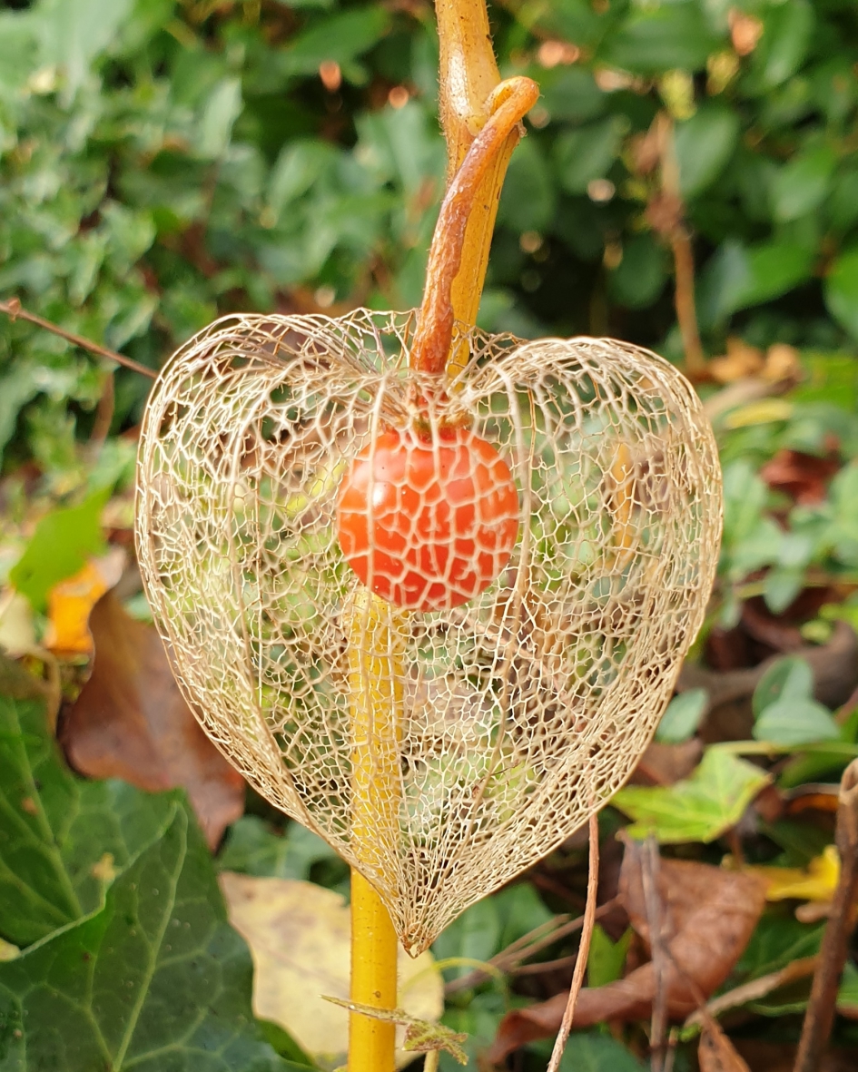 Gevangen - Planten - Lampionplant