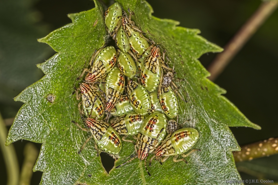 Gewone kielwants (Elasmucha grisea) - Geleedpotigen - Gewone kielwants (nimf)