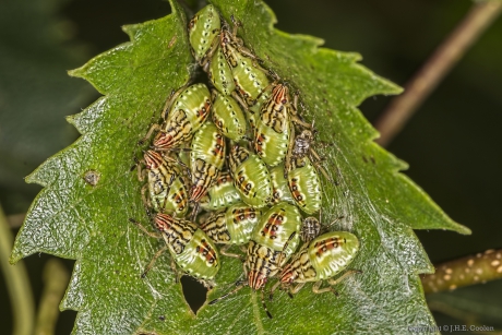 Gewone kielwants (Elasmucha grisea)