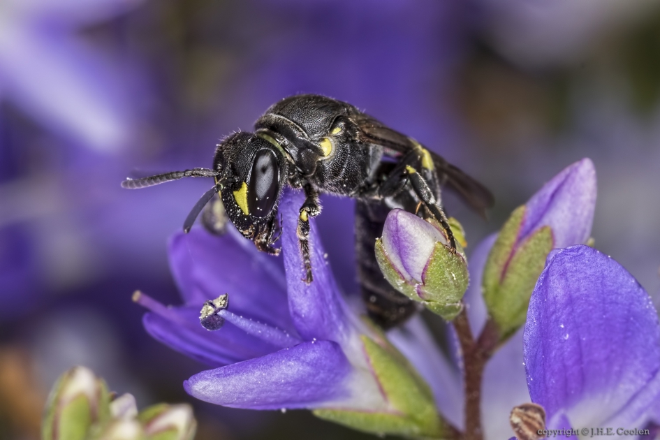 Gewone maskerbij (Hylaeus communis) - Geleedpotigen - Gewone maskerbij