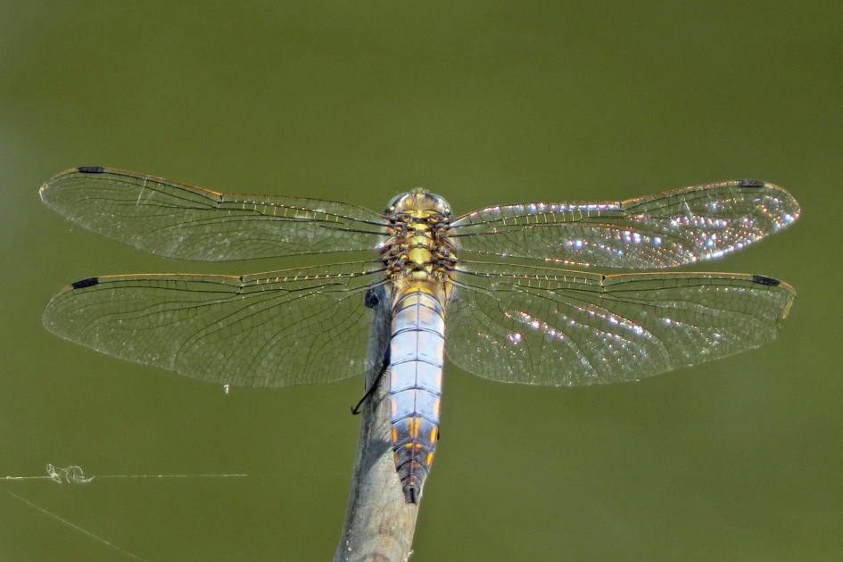 Gewone oeverlibel - Geleedpotigen - 