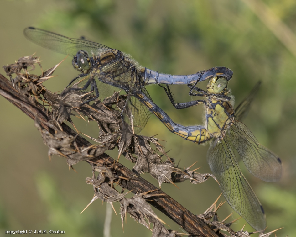 Gewone oeverlibel (Orthetrum cancellatum) - Geleedpotigen - Gewone oeverlibel