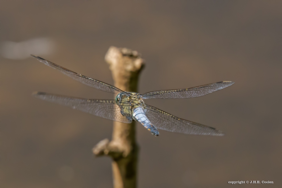 Gewone oeverlibel (Orthetrum cancellatum) - Geleedpotigen - Gewone oeverlibel
