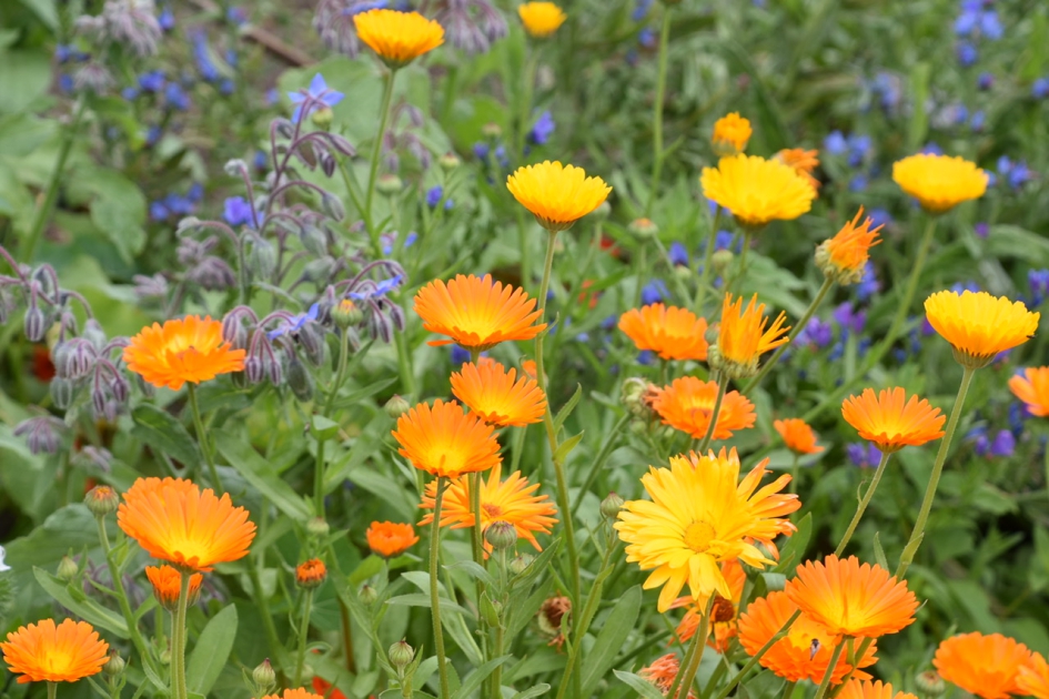 Goudsbloemen - Planten - 