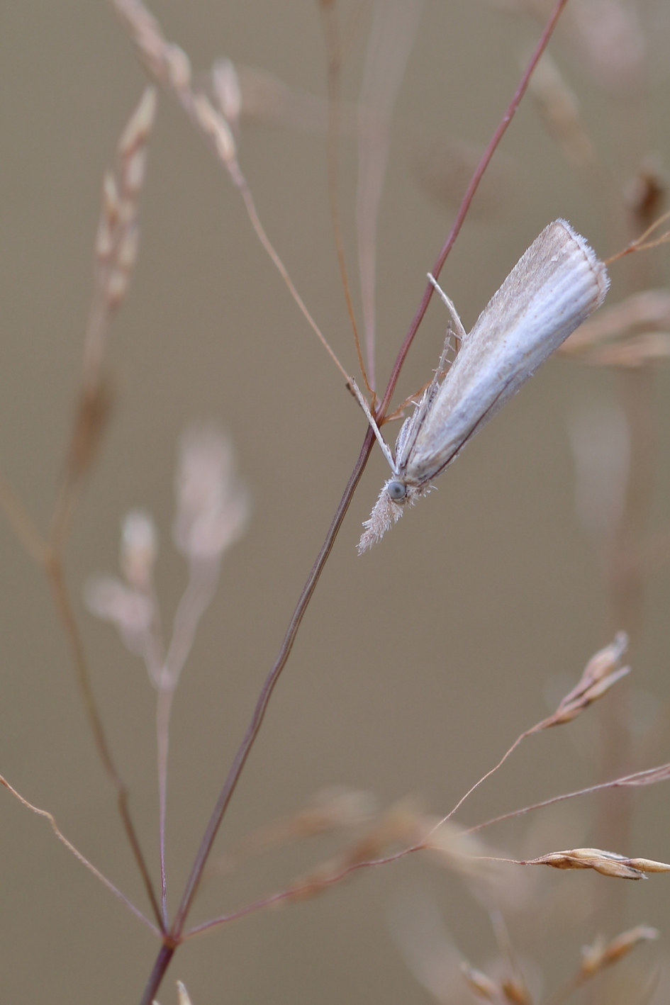 Grasmotten, weer volop te zien -1 van 3- - Geleedpotigen - bleke grasmot