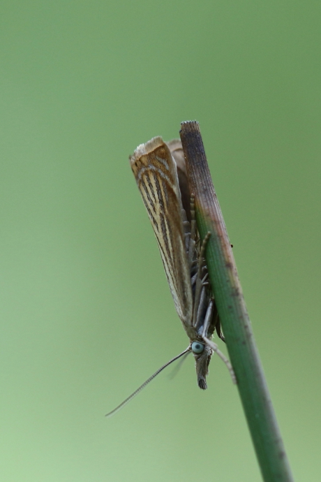 Grasmotten, weer volop te zien -2 van 3-