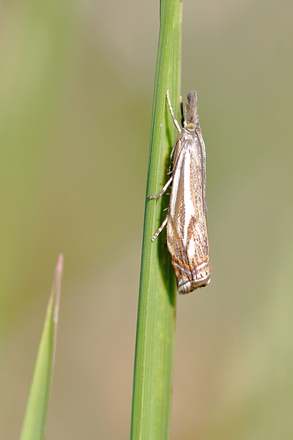 Grasmotten, weer volop te zien -3 van 3- - Geleedpotigen - vroege grasmot