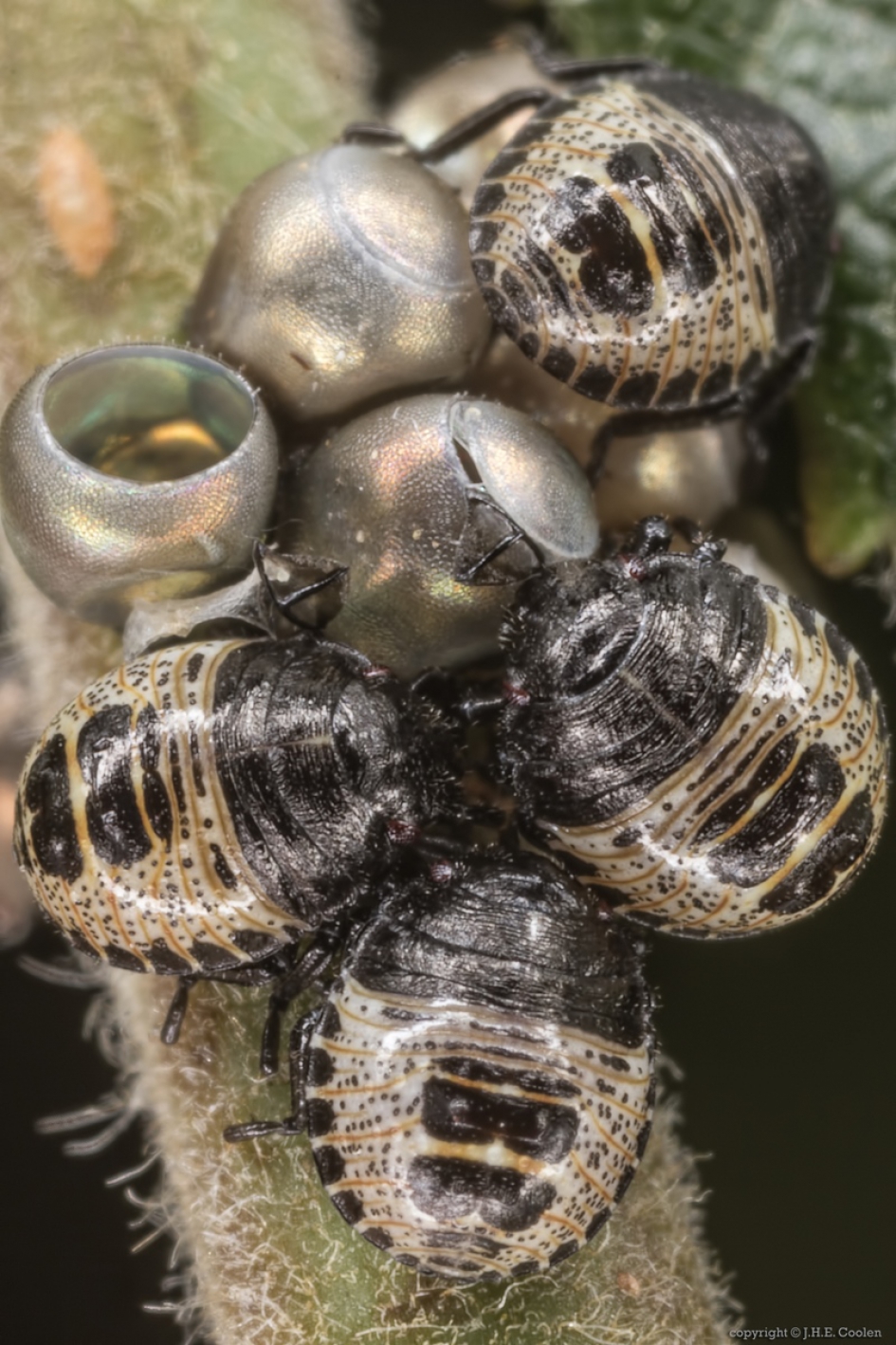 Grauwe veldwants (Rhaphigaster nebulosa) - Geleedpotigen - Grauwe veldwants