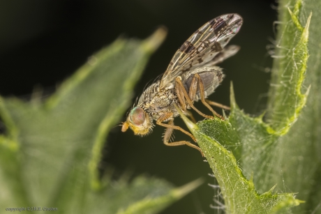 Grijze distelboorvlieg (Tephritis hyoscyami)