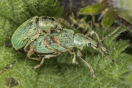 Groene bladsnuitkever (Phyllobius pomaceus)