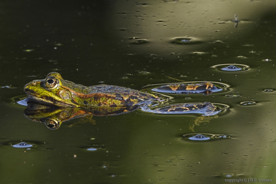 Groene Kikker onbekend (Pelophylax spec.) - Geleedpotigen - Groene Kikker onbekend