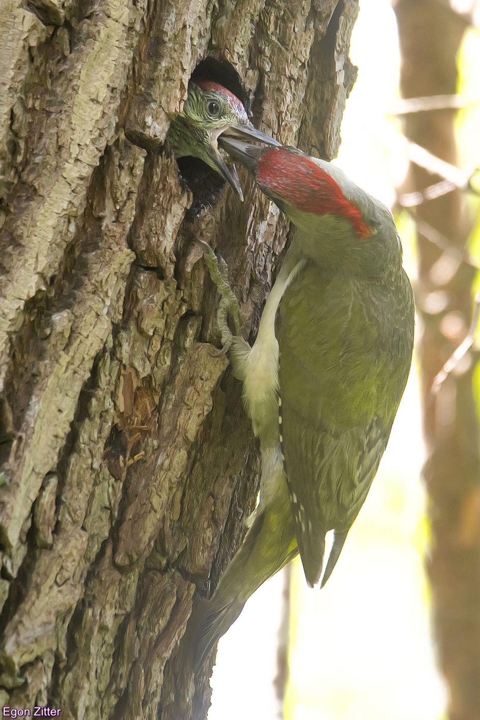 Groene specht Etten-Leur - Vogels - Groene specht