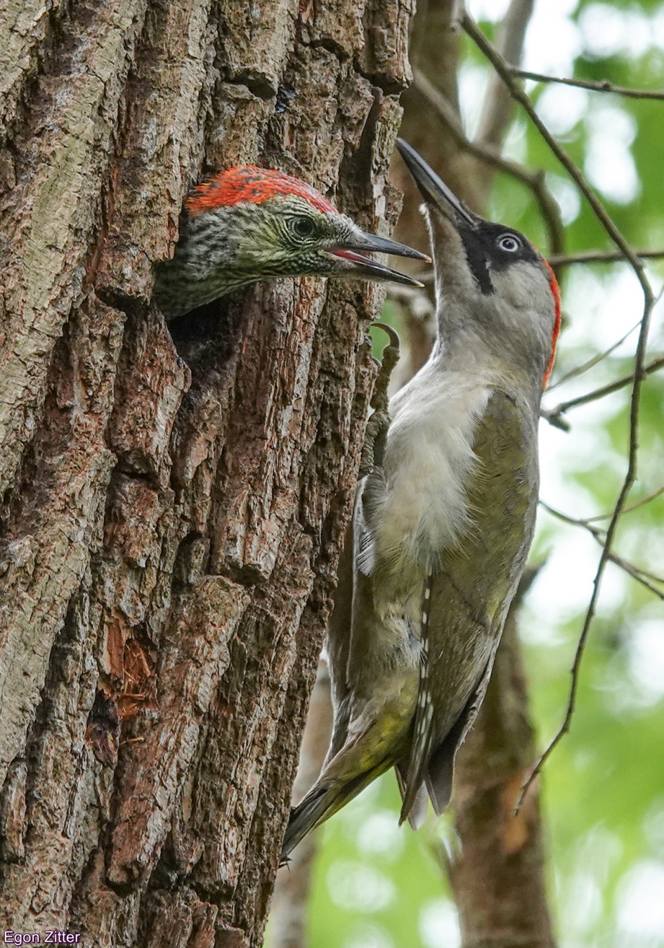 Groene specht Etten-Leur 9 juni - Vogels - Groene specht