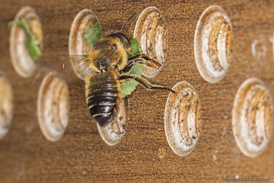 Grote bladsnijder (Megachile willughbiella) - Geleedpotigen - Grote bladsnijder