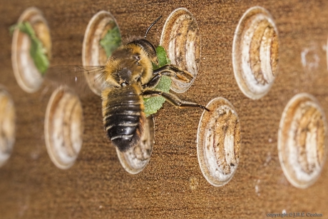 Grote bladsnijder (Megachile willughbiella)