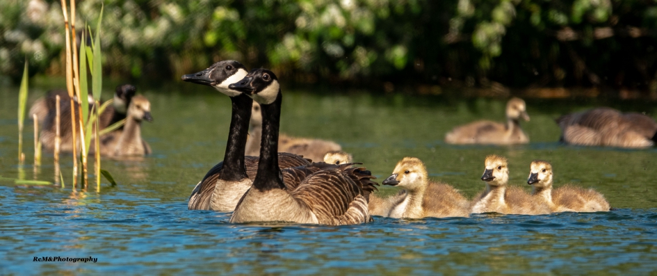 Grote Canadese gans. - Vogels - Grote Canadese gans .