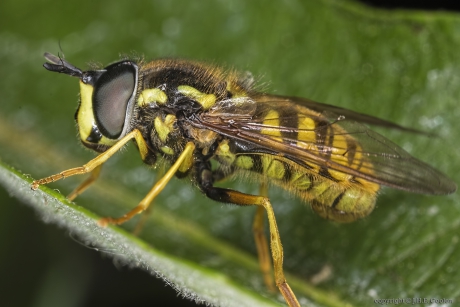 Grote fopwesp (Chrysotoxum cautum)