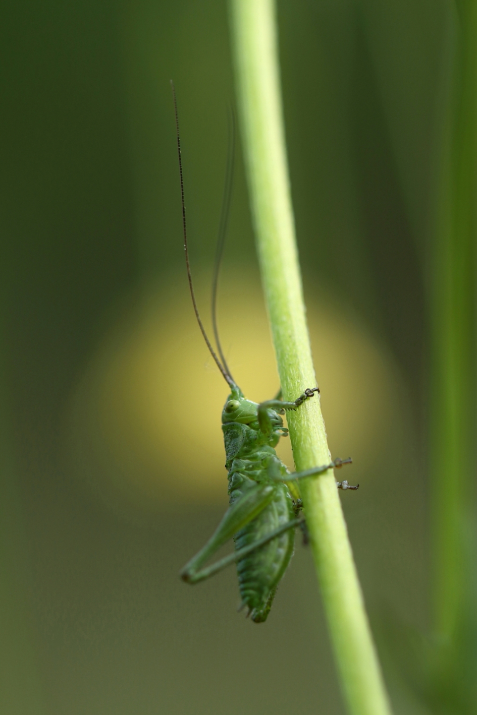 grote groene sabelsprinkhaan -m-nimf - Geleedpotigen - grote groene sabelsprinkhaan