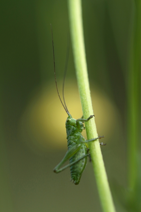 grote groene sabelsprinkhaan -m-nimf