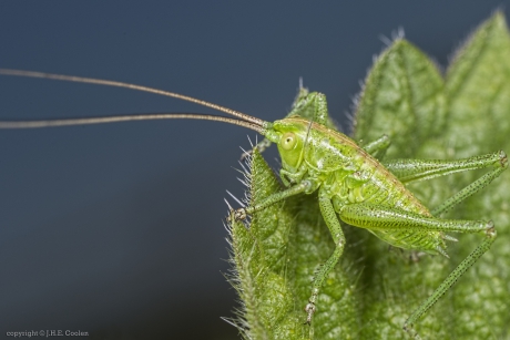 Grote groene sabelsprinkhaan (Tettigonia viridissima)