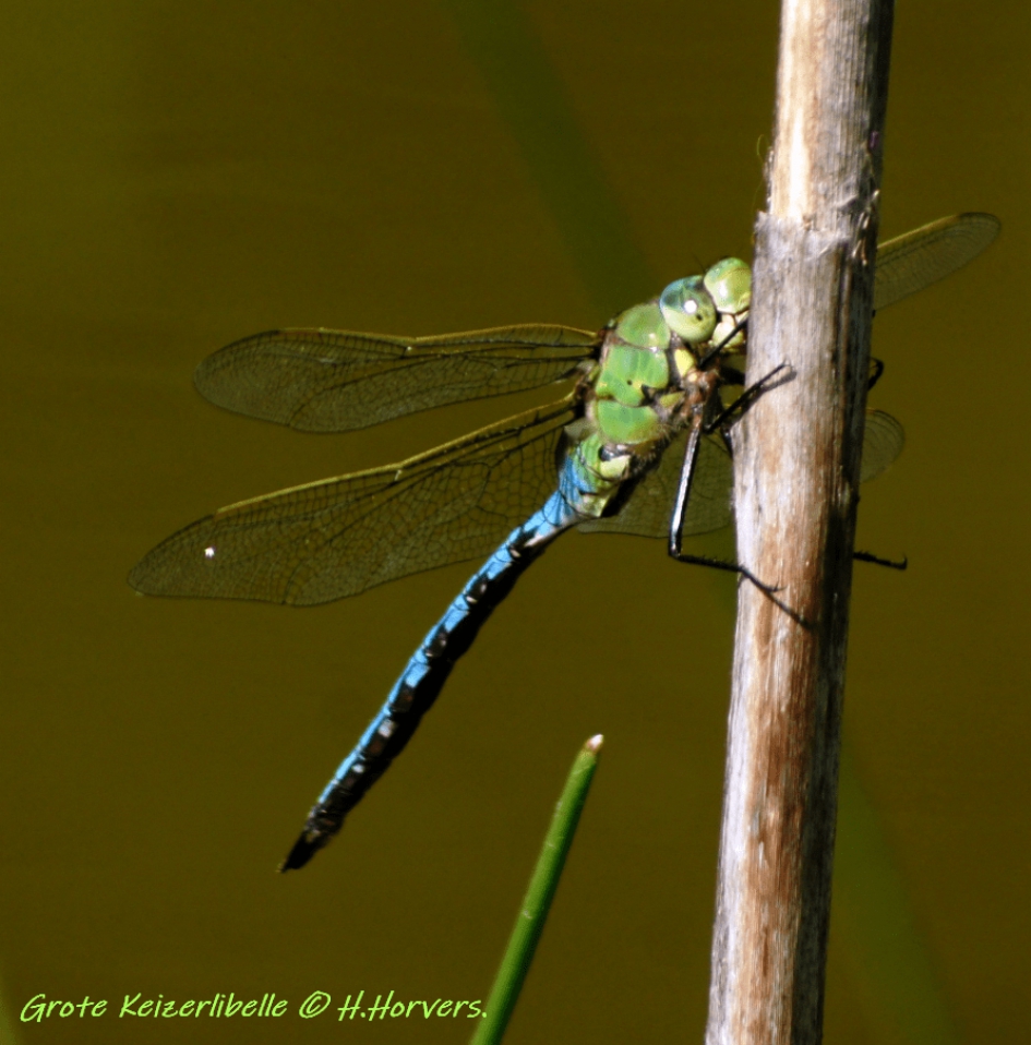 Grote Keizerlibelle. - Geleedpotigen - Grote Keizerlibelle.