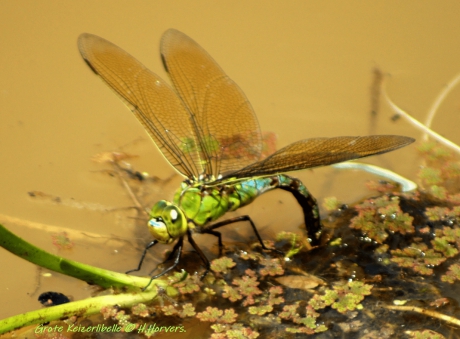 Grote Keizerlibelle tijdens eiafzetting