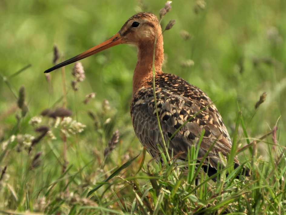 Grutto - Vogels - Grutto