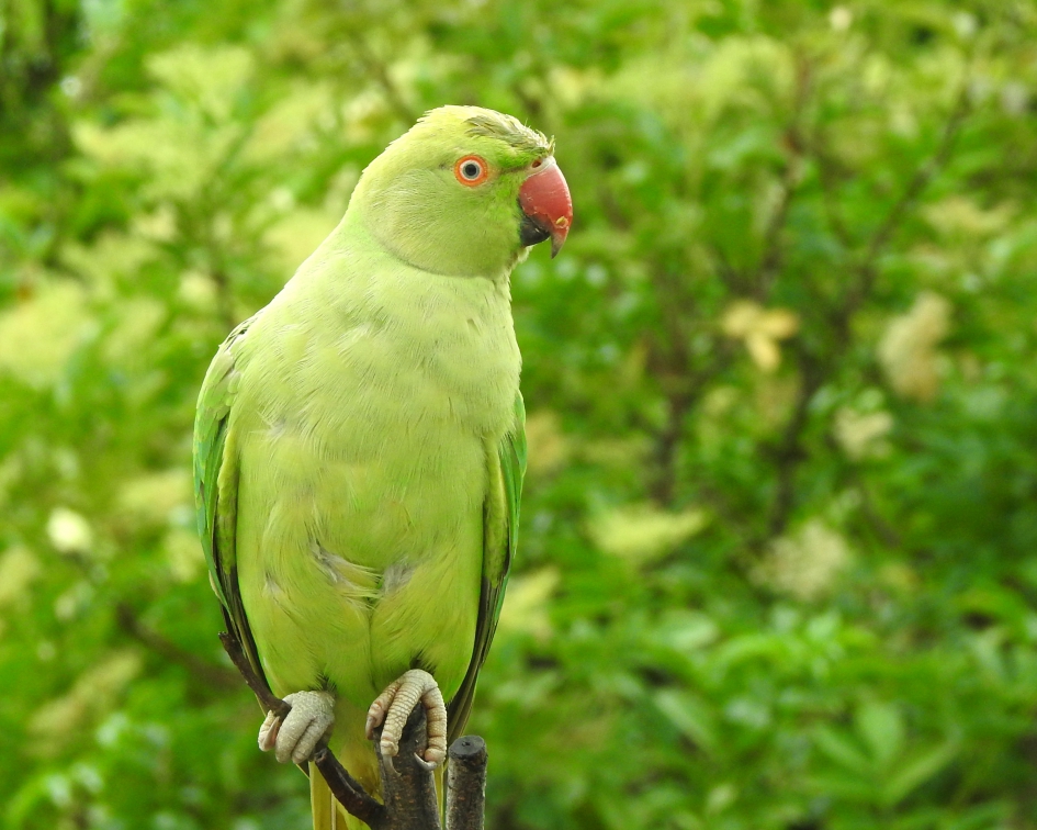 Hallo, de nootjes zijn op .. !!! - Vogels - Halsbandparkiet