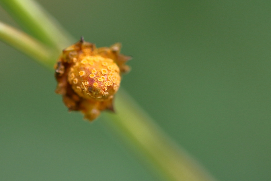 Het lijkt op een uitgebloeide bloem......... - Schimmels - kroonroest