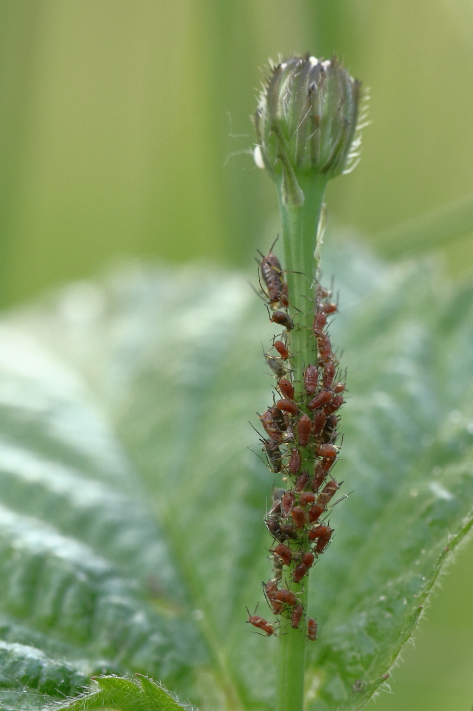 het wordt steeds drukker op de weg - Geleedpotigen - gewone rozenluis
