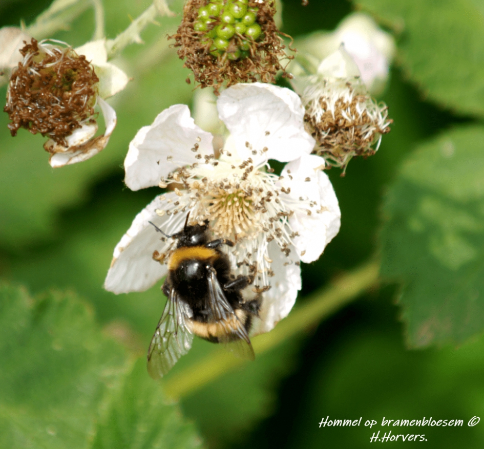 Hommel op bramenbloesem. - Geleedpotigen - Hommel