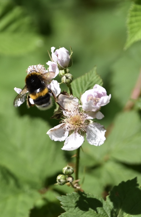 Hommel op de bramen struik