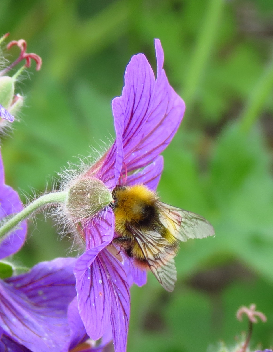 hommel op geranium - Geleedpotigen - gewone aardhommel