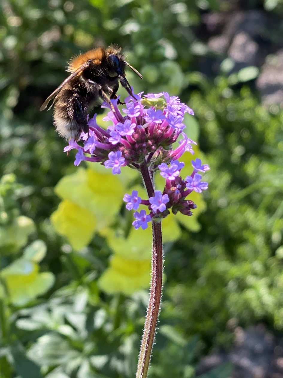 Hommel op ijzerhard - Geleedpotigen - 