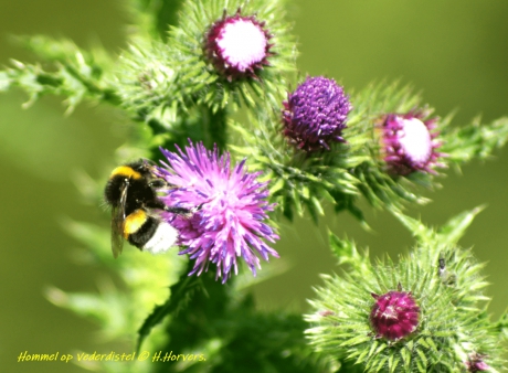 Hommel op vederdistel.