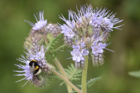 Hommel vriendelijke bloem